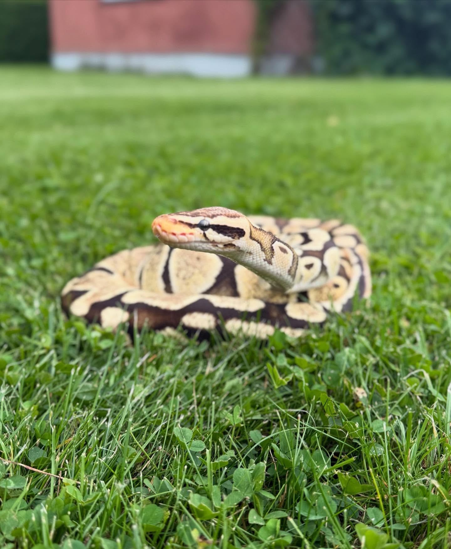 Madudega pildistamine