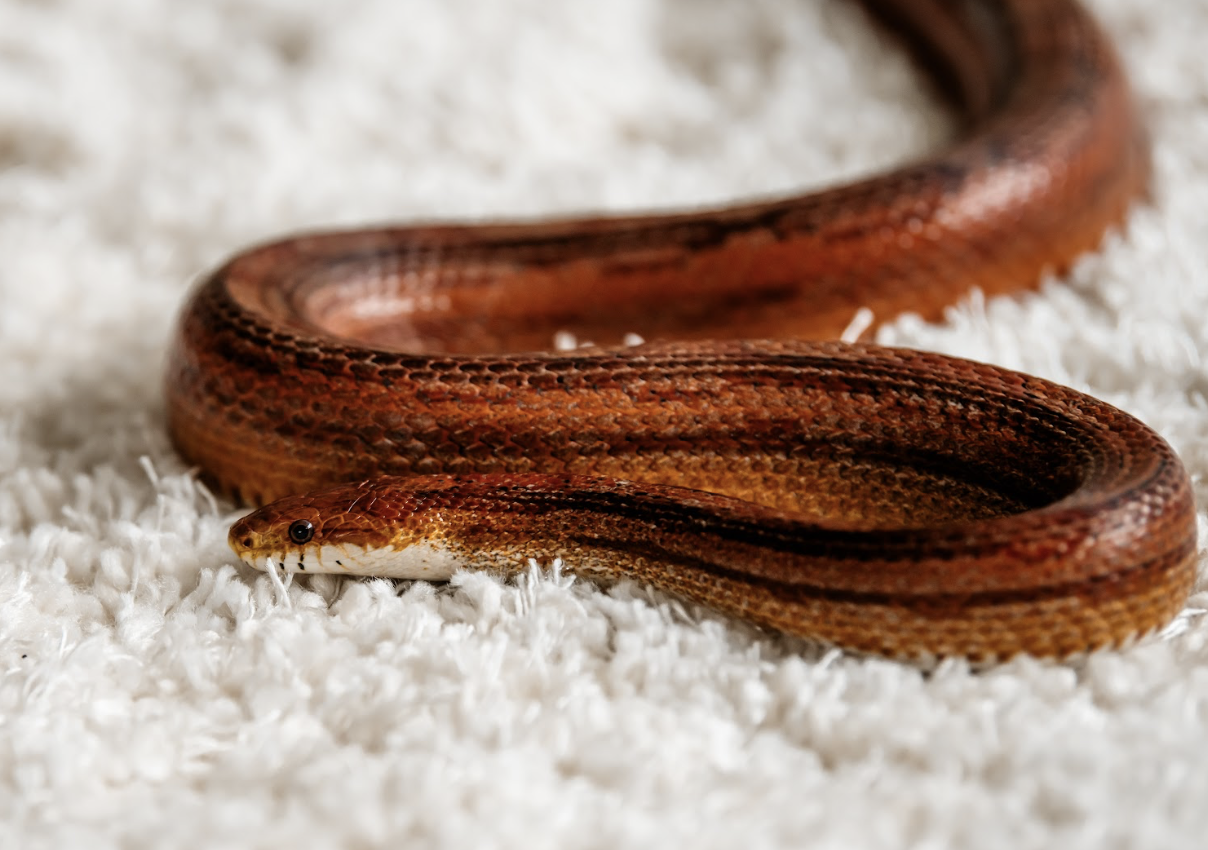 maisi-roninastik Riki